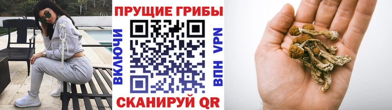 Галлюциногенные грибы Cubensis  Купить закладки  Козьмодемьянск 